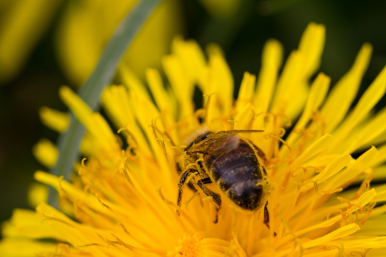 bee, macro, blossom-1171690.jpg